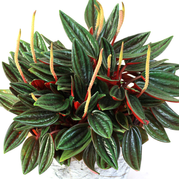 Peperomia Rosso - Foliage Peperomia Caperata - 12CM