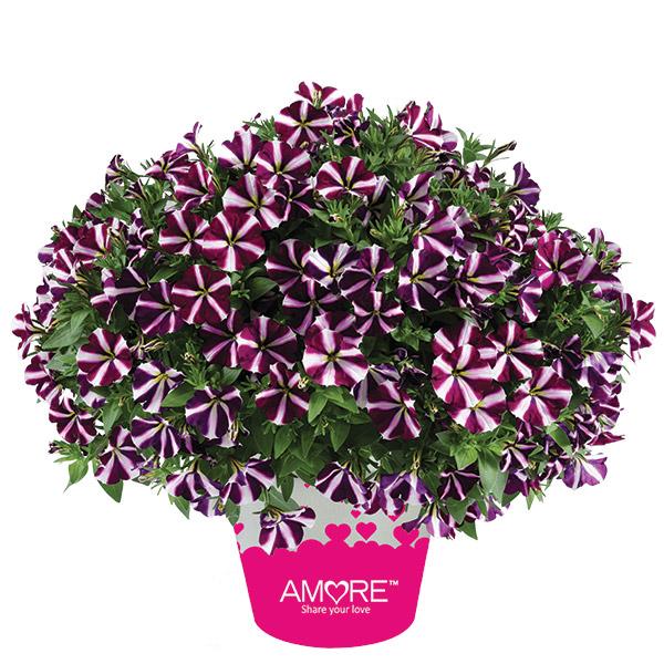 Petunia Amore Fluttering Hearts - 1L