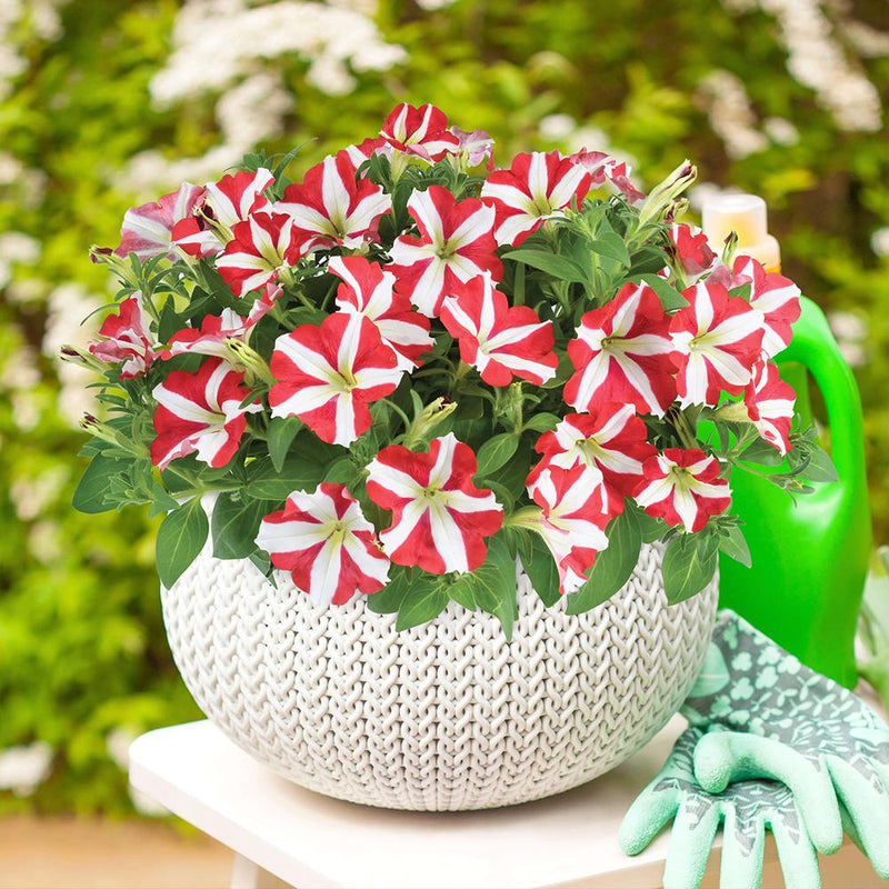 Petunia Amore King Of Hearts - 1L