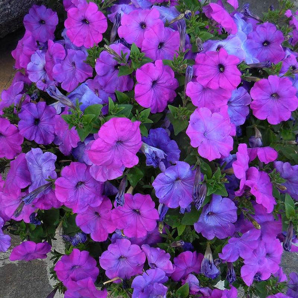 Petunia Ascending Lavender Tie Dye Flower Punnet