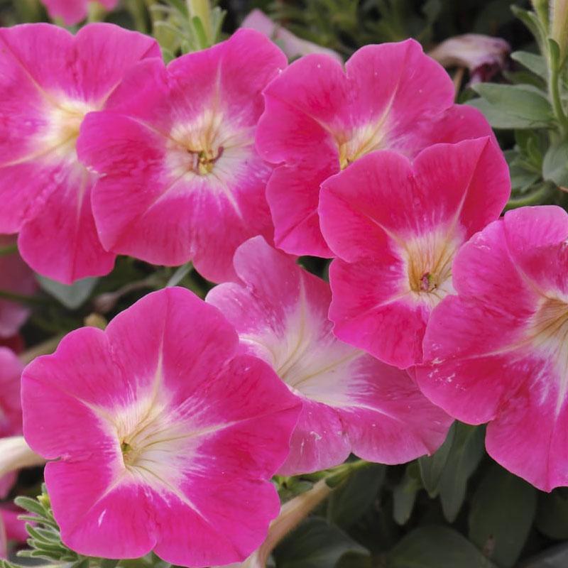 Petunia Ascending Pink Flower Punnet