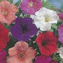 Petunia Confetti Mixed Seed