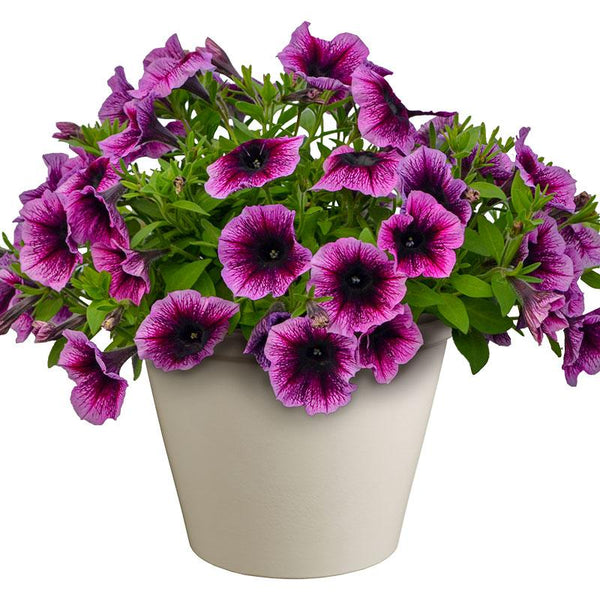 Petunia Curacao - 1.5L