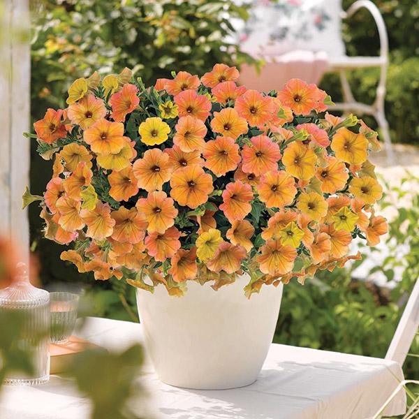 Petunia Indian Summer - 1L