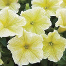 Petunia Mirage Yellow