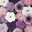 Petunia Neptune Shades