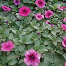 Petunia Plum Carpet