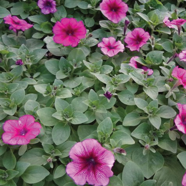 Petunia Plum Carpet