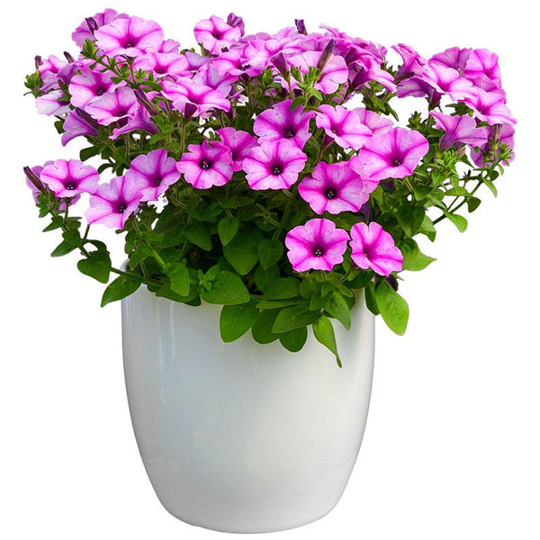 Petunia Rose Star - 1.5L