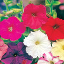 Petunia Super Colour Parade