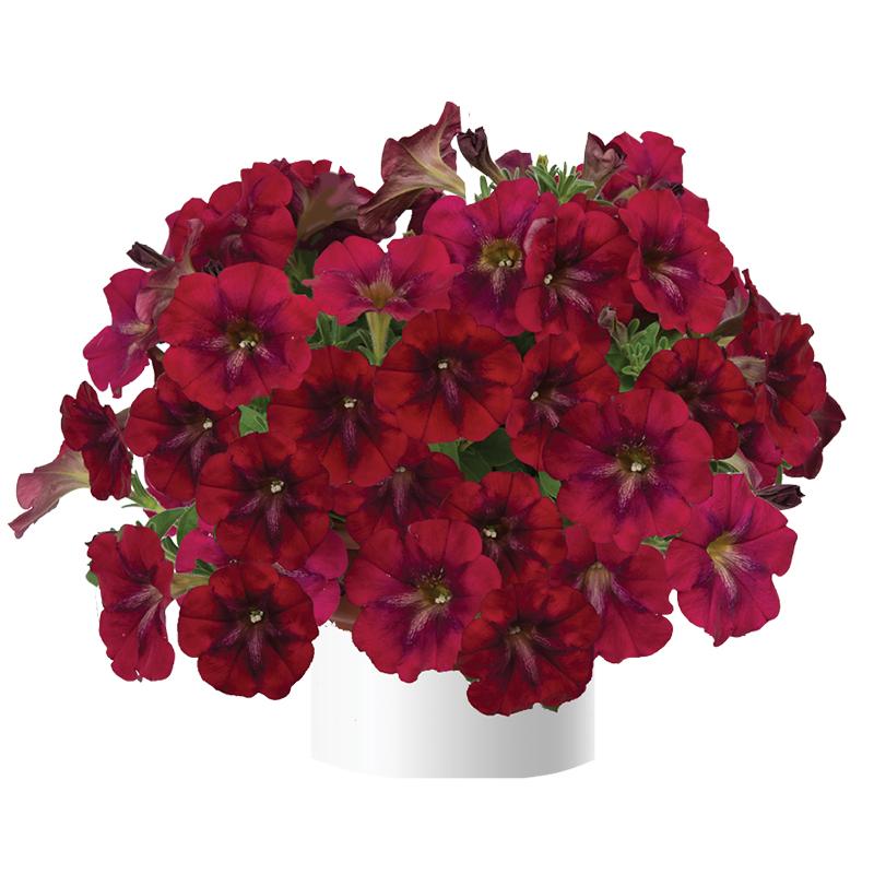 Petunia Velvet Emperor - 1L