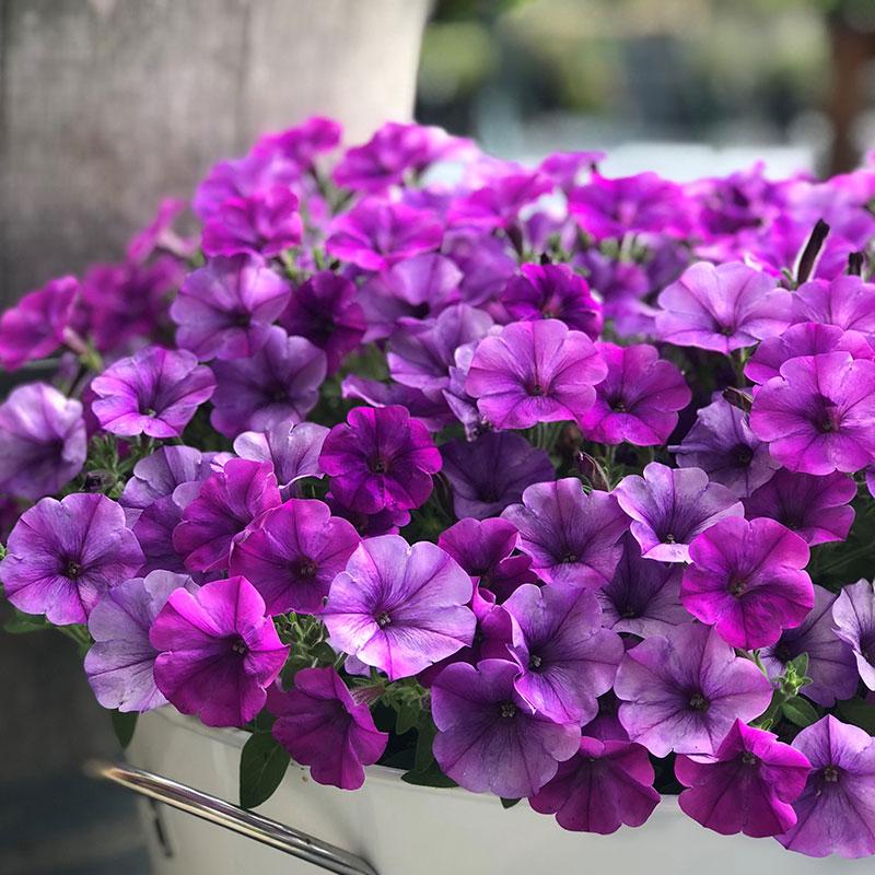 Petunia Violet Bouquet - 1.5L