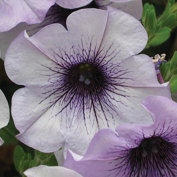 Petunia Ascending Blue Vein Flower Punnet