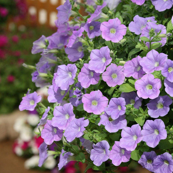 Petunia Ascending Sky Blue Flower Punnet