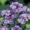 Phacelia Californian Bluebell
