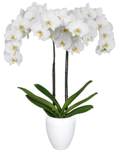 Phalaenopsis Two Stem White In Pot - 12CM