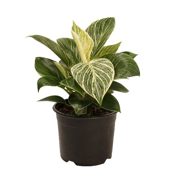 Philodendron Birkin - 14CM