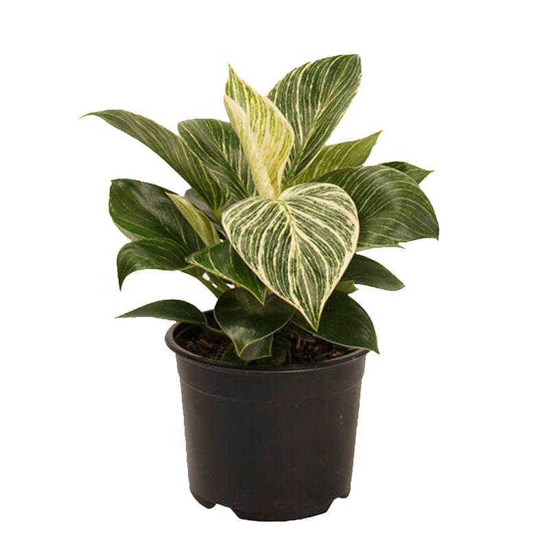 Philodendron Birkin - 14CM