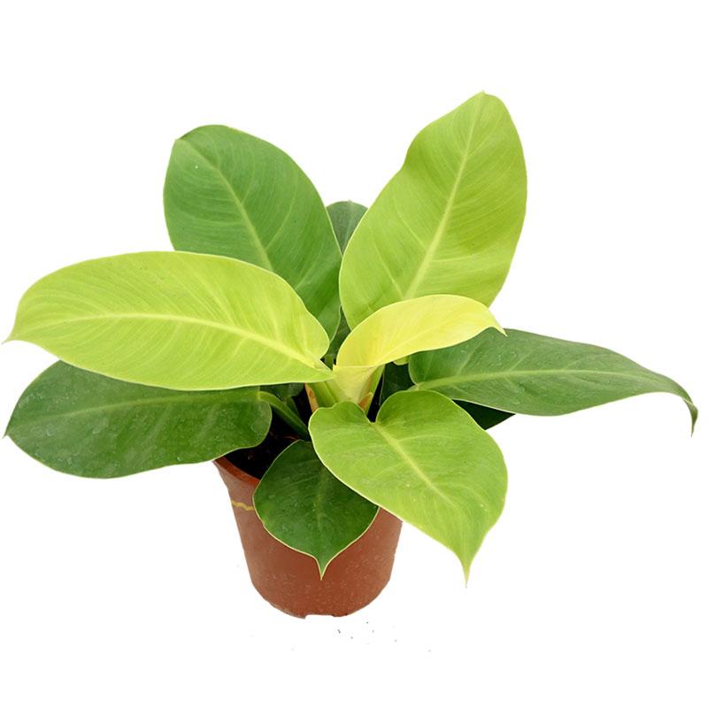 Philodendron Imperial Golden - 12CM