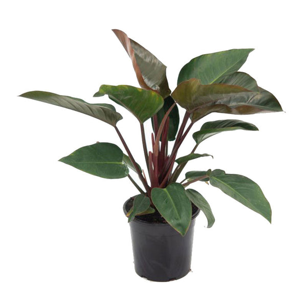 philodendron burgundy nz Philodendron Rojo Congo