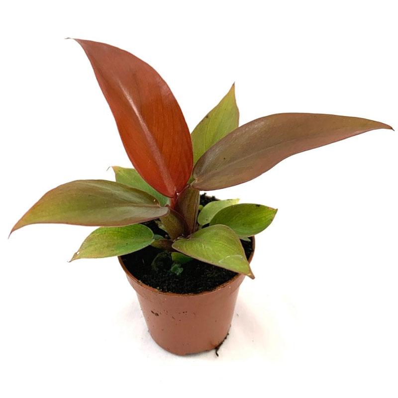 Philodendron Sun Red - 14CM