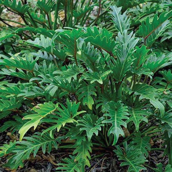 Philodendron Xanadu - 2.4L
