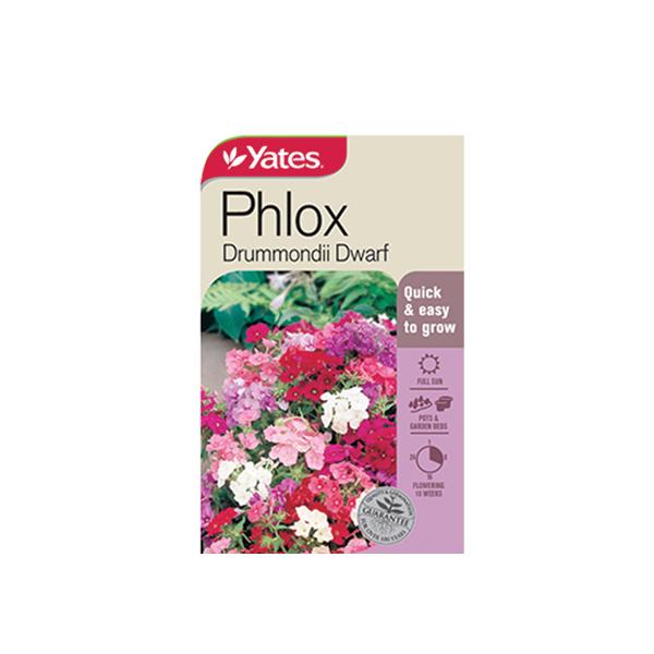 Phlox Drummondii Dwarf