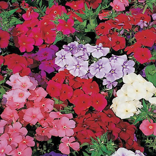 Phlox Drummondii Dwarf