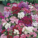 Phlox Brilliancy Seed