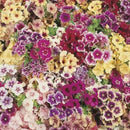 Phlox Tapestry Seed