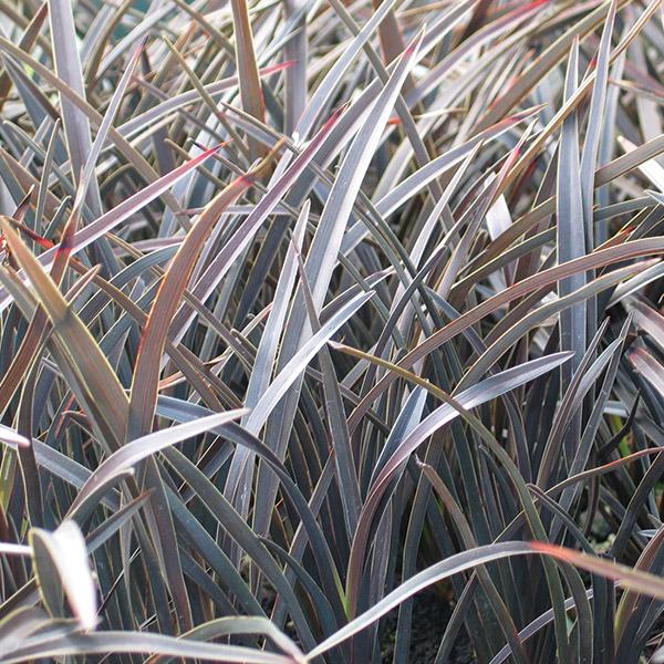 Phormium Black Magic - 1.9L