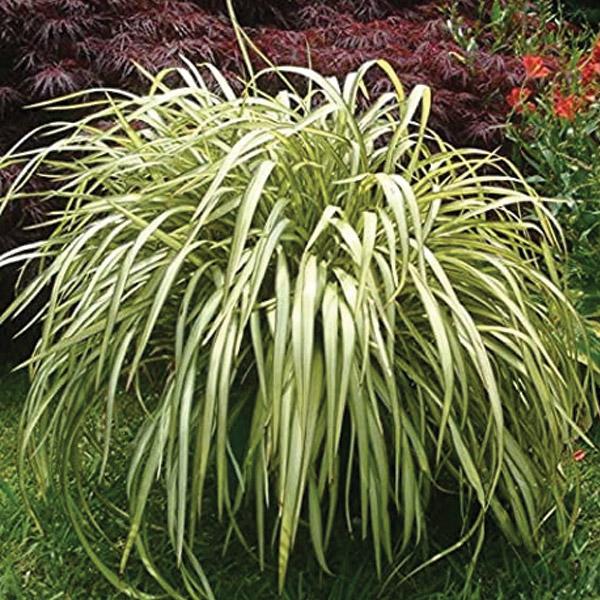 Phormium Blondie - 1.9L