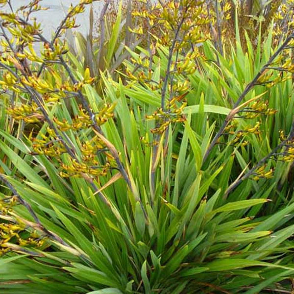 Phormium Cookianum - 3.3L