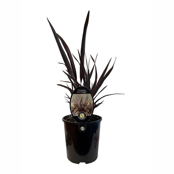 Phormium Dark Delight - 1.9L