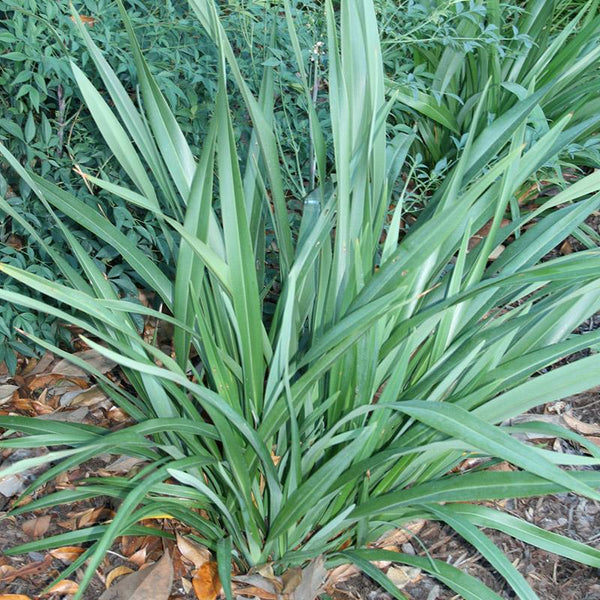 Phormium Emerald Green - 3.3L