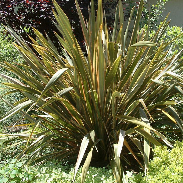 Phormium Tenax - 3.3L