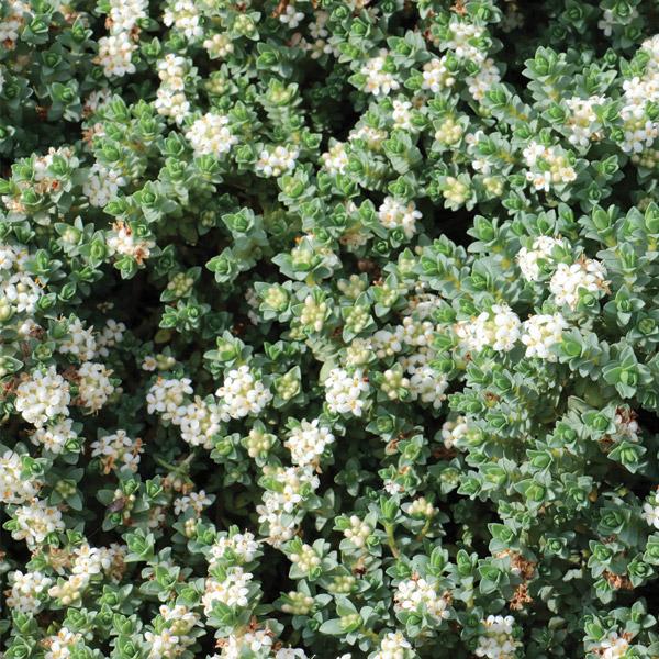Pimelea Prostrata - 2.4L