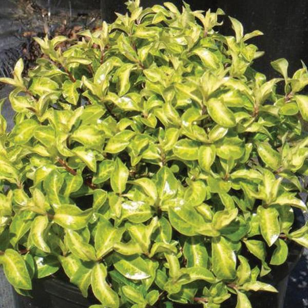 Pittosporum Golden Ball - 2.4L