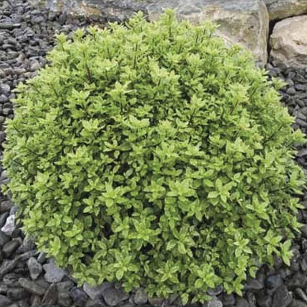 Pittosporum Little Burger - 2.4L