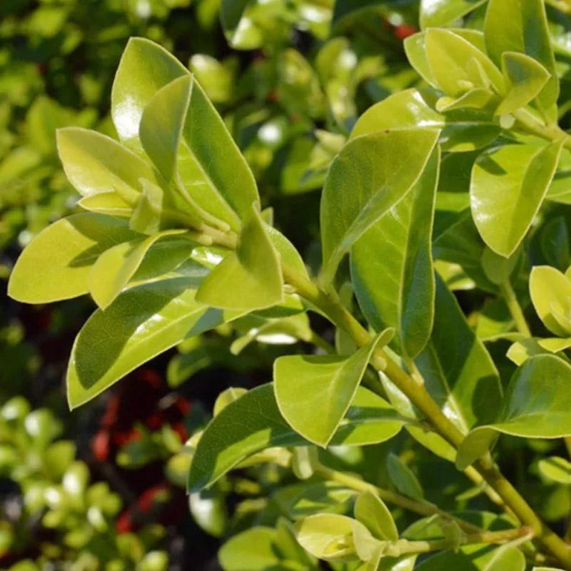 Pittosporum Mountain Green - 3.3L