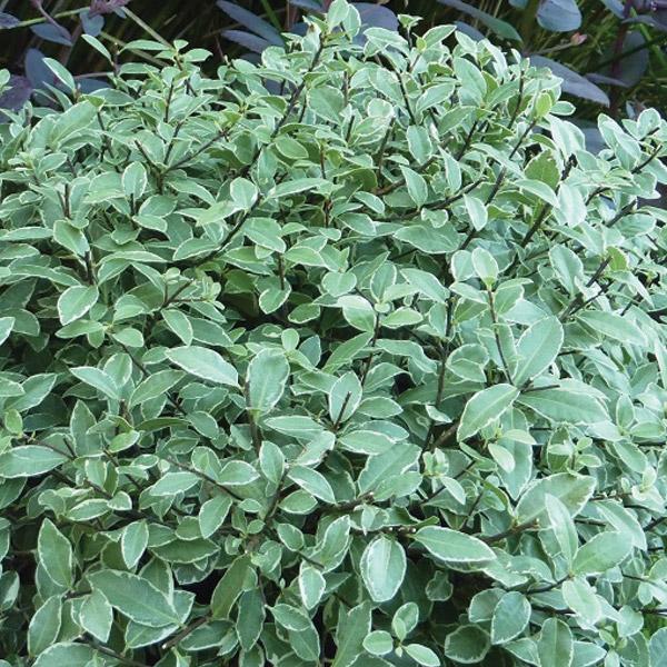 Pittosporum Silver Ball - 2.4L