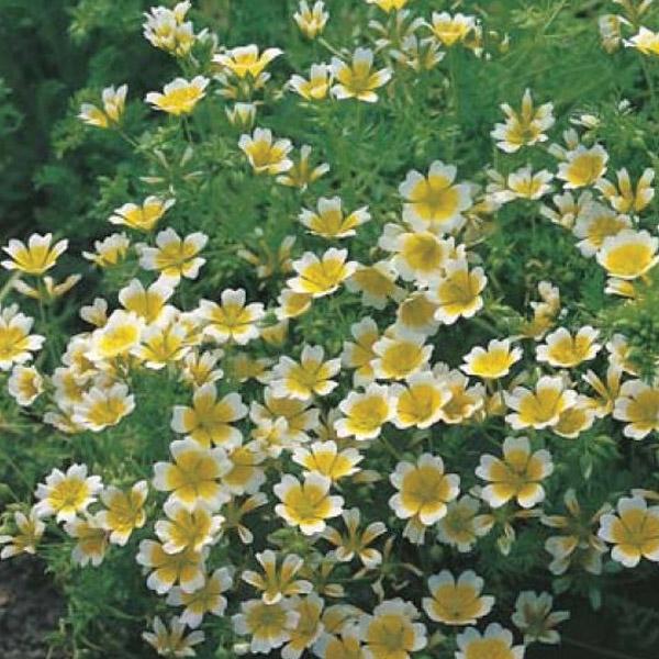 Poached Egg Flower Seed