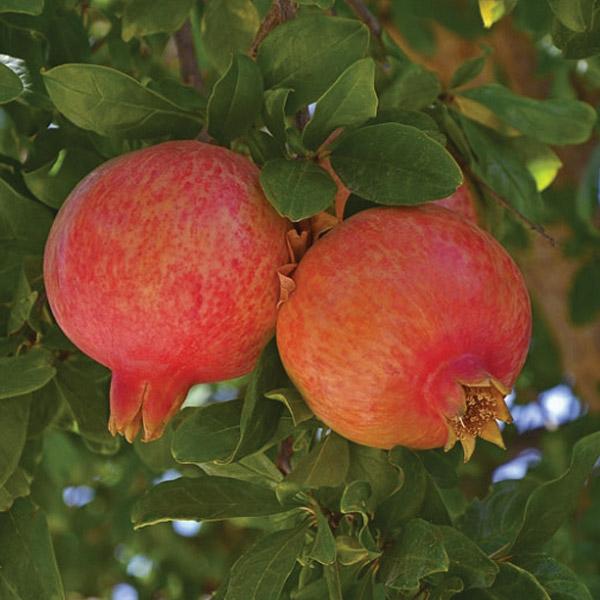 Pomegranate Granatum - 3L