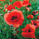 Poppy Flanders Red
