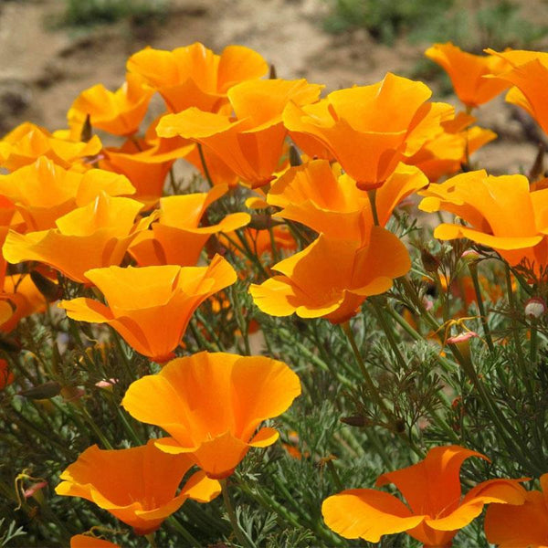 Poppy Orange Flower Punnet