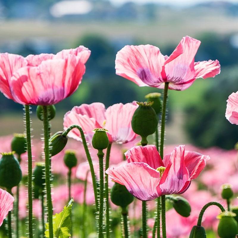 Poppy Pink Flower Punnet