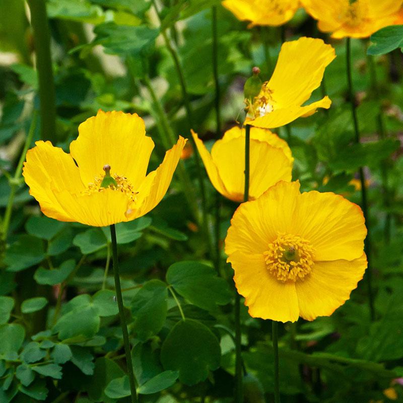 Poppy Yellow Flower Punnet