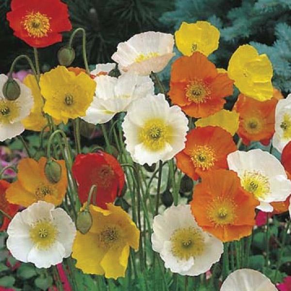 Poppy Iceland Mixed Seed