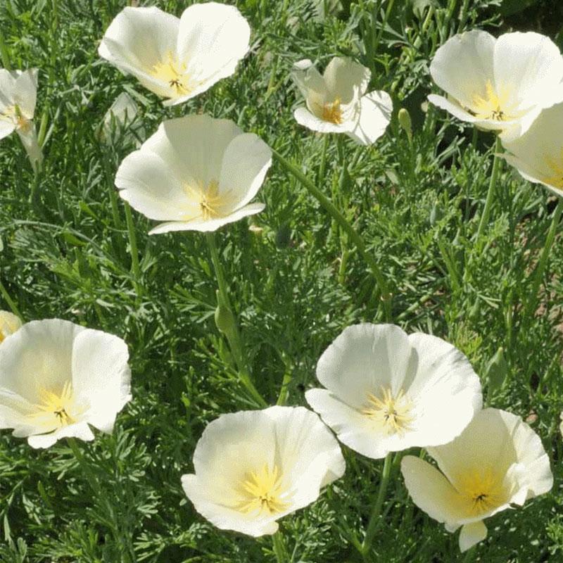 Poppy White Flower Punnet