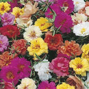 Portulaca Double Mixed Seed